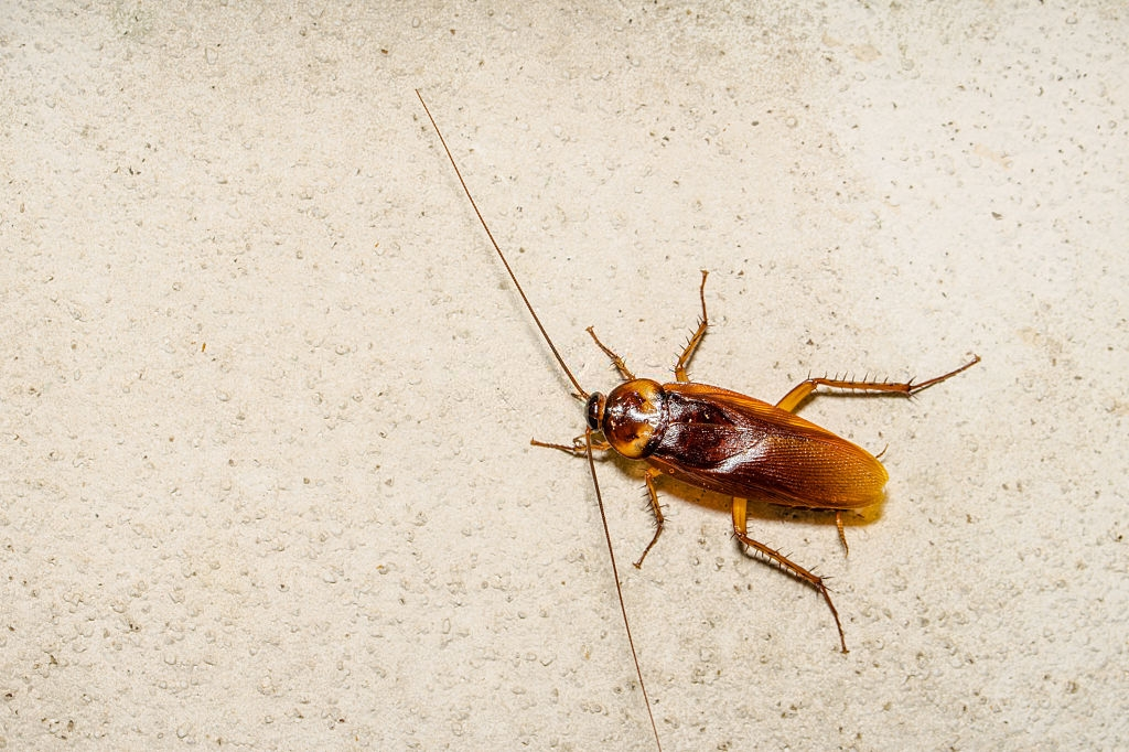 Cockroach Control, Pest Control in Elephant & Castle, SE17. Call Now 020 8166 9746