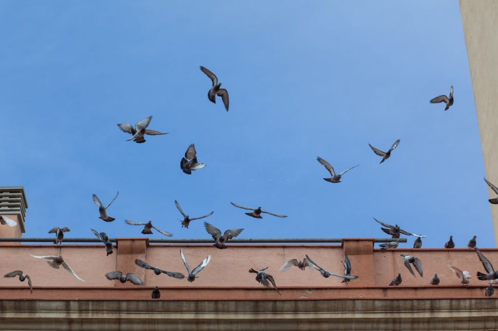 Pigeon Control, Pest Control in Elephant & Castle, SE17. Call Now 020 8166 9746