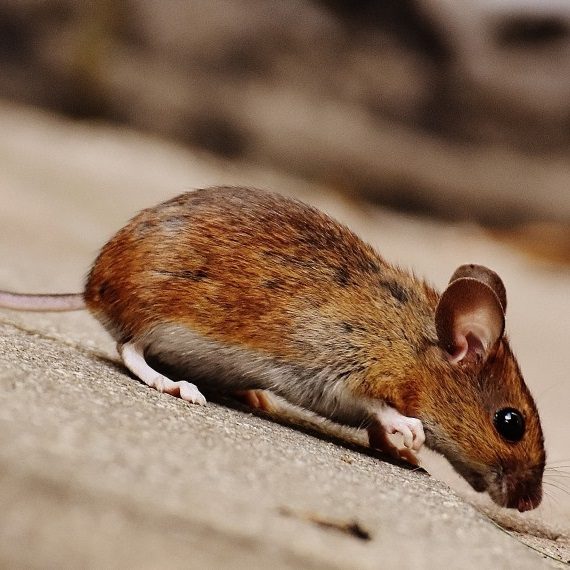 Mice, Pest Control in Elephant & Castle, SE17. Call Now! 020 8166 9746