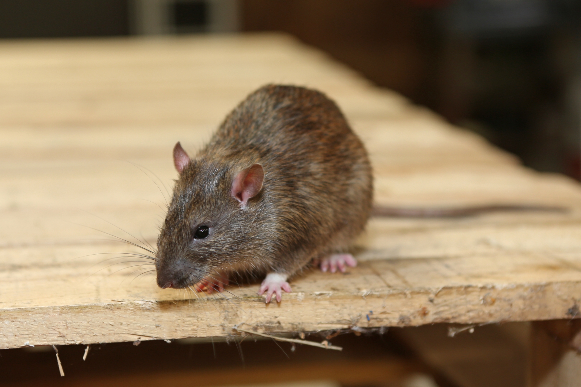 Rat extermination, Pest Control in Elephant & Castle, SE17. Call Now 020 8166 9746